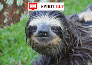 puns about sloths